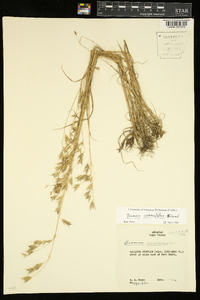 Bromus commutatus image