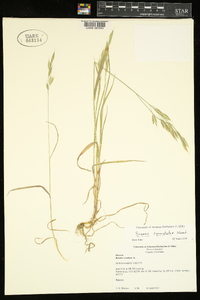 Bromus commutatus image