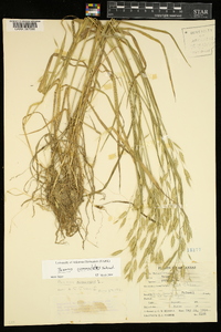 Bromus commutatus image