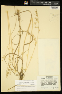 Bromus commutatus image