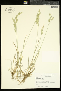 Bromus catharticus image