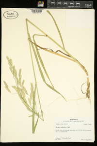 Bromus catharticus image