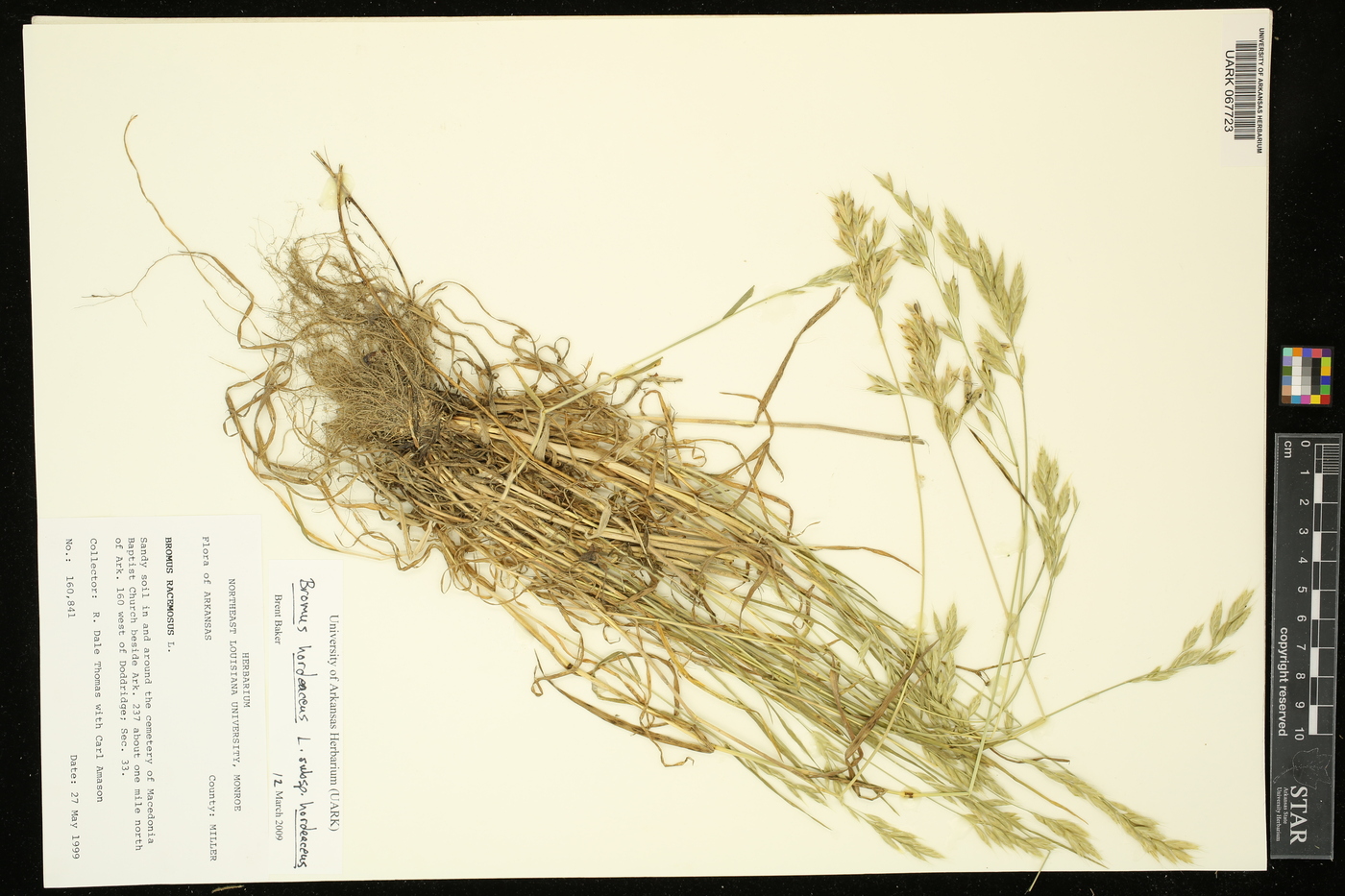 Bromus hordeaceus subsp. hordeaceus image