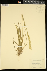 Bromus polyanthus image