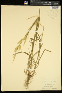 Bromus polyanthus image