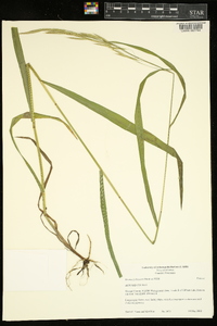 Bromus purgans image