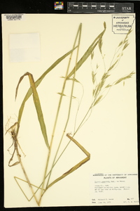 Bromus pubescens image