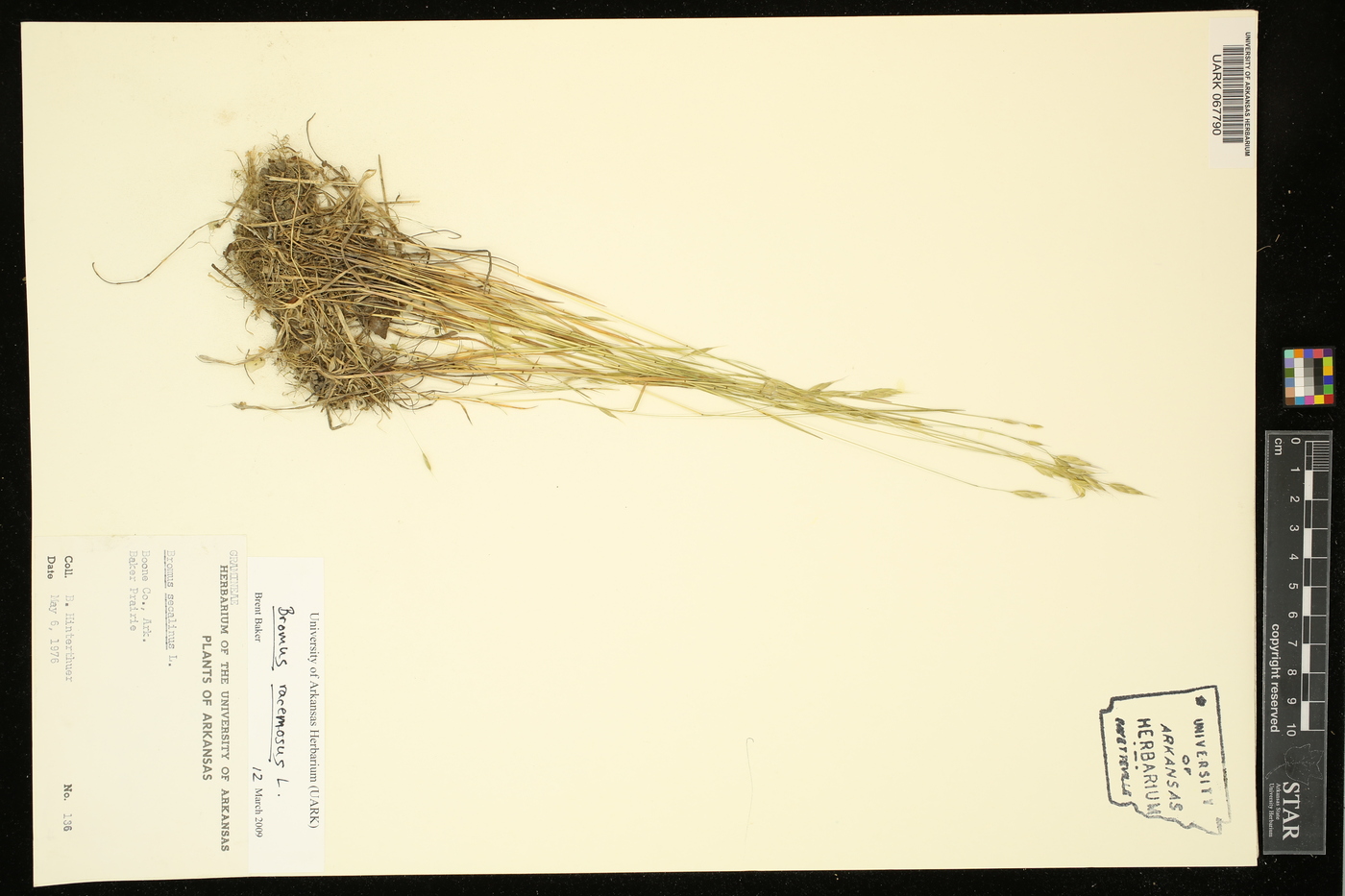 Bromus racemosus image