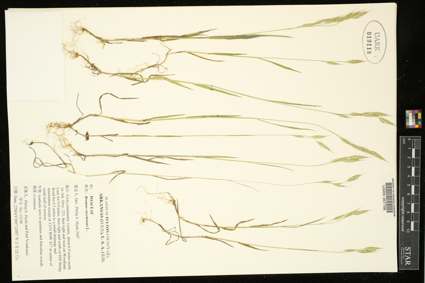 Bromus racemosus image