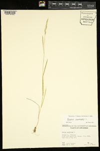 Bromus racemosus image