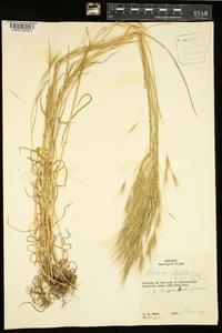 Bromus sterilis image