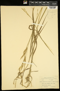 Bromus anomalus image