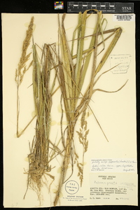 Image of Calamagrostis insperata