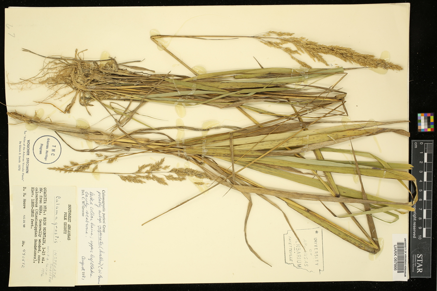 Calamagrostis insperata image