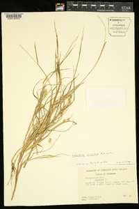 Cenchrus spinifex image