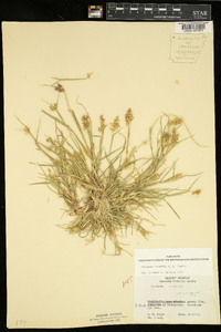 Cenchrus spinifex image