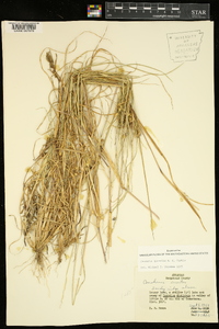 Cenchrus spinifex image