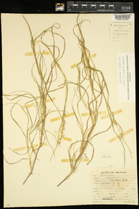 Cenchrus spinifex image