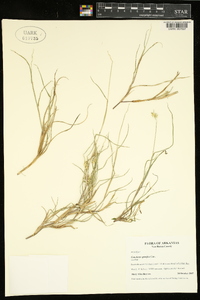 Cenchrus spinifex image