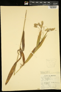 Chasmanthium latifolium image