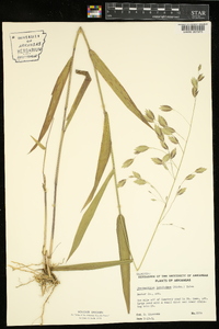 Chasmanthium latifolium image