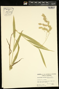 Chasmanthium latifolium image