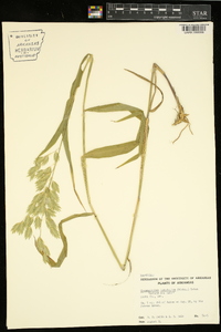 Chasmanthium latifolium image