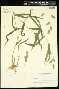 Chasmanthium latifolium image