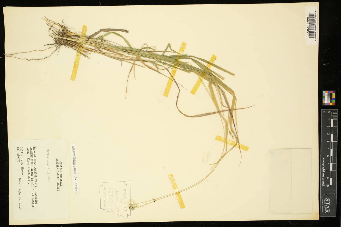 Chasmanthium laxum image