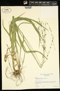 Chasmanthium sessiliflorum image