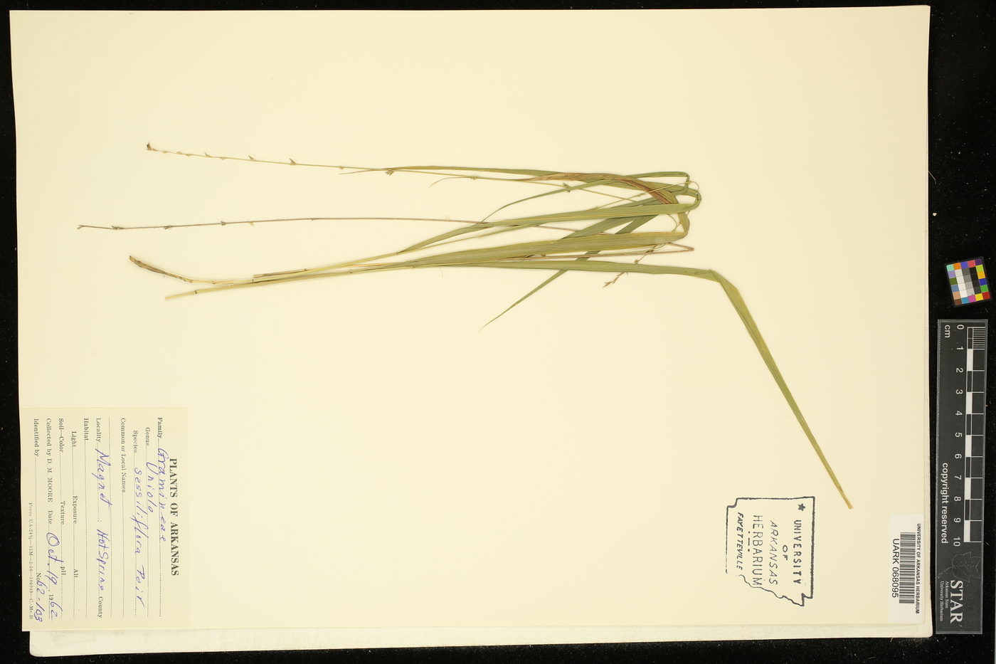 Uniola sessiliflora image