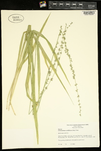 Chasmanthium sessiliflorum image