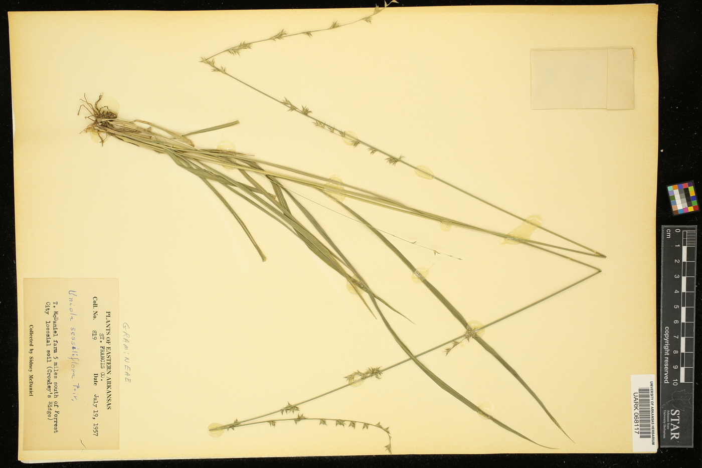 Uniola sessiliflora image