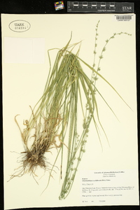 Chasmanthium sessiliflorum image