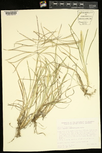 Chloris verticillata image