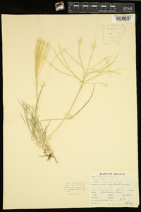 Chloris verticillata image