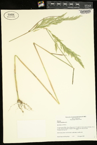 Cinna arundinacea image