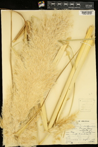 Cortaderia selloana image