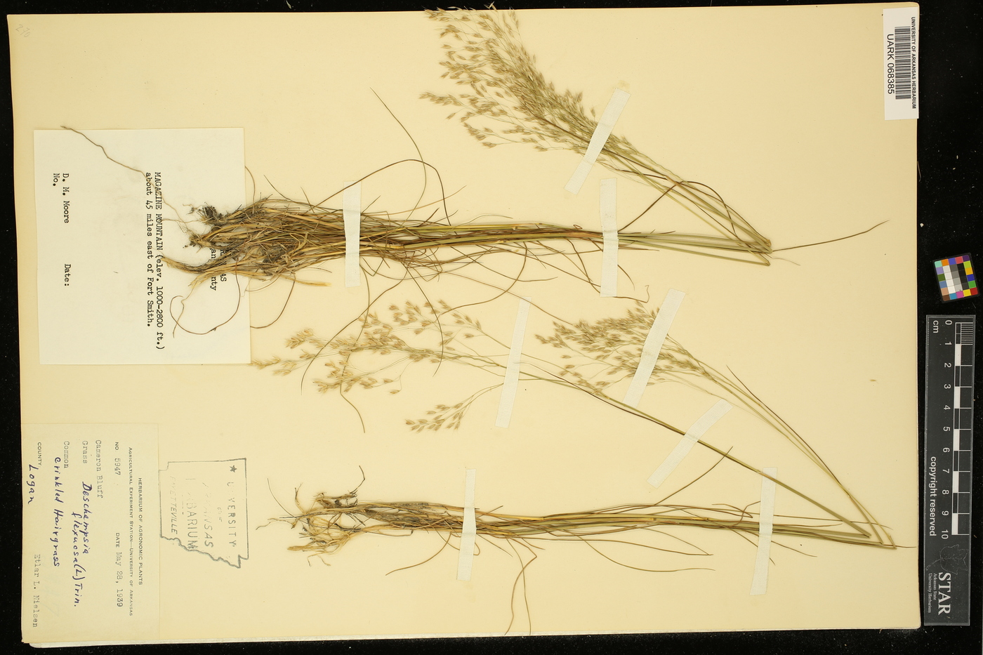 Deschampsia flexuosa image