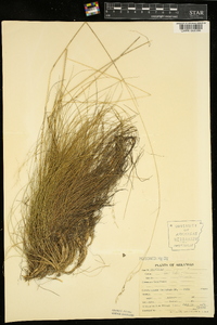 Deschampsia flexuosa image