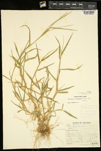 Digitaria ciliaris image