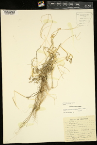 Digitaria ciliaris image