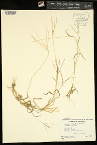 Digitaria ciliaris image