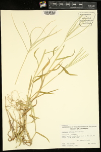 Digitaria ciliaris image