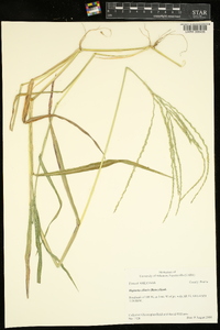 Digitaria ciliaris image