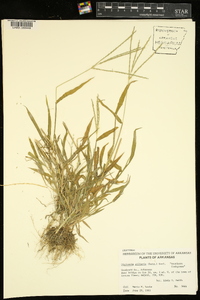 Digitaria ciliaris image