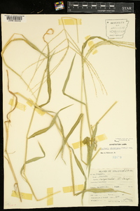 Digitaria ciliaris image