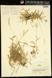 Digitaria ciliaris image