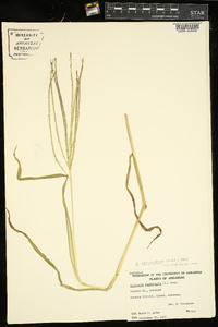 Digitaria ciliaris image