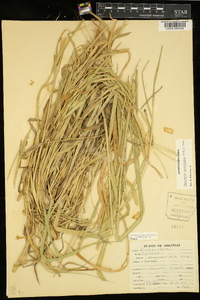 Digitaria ciliaris image